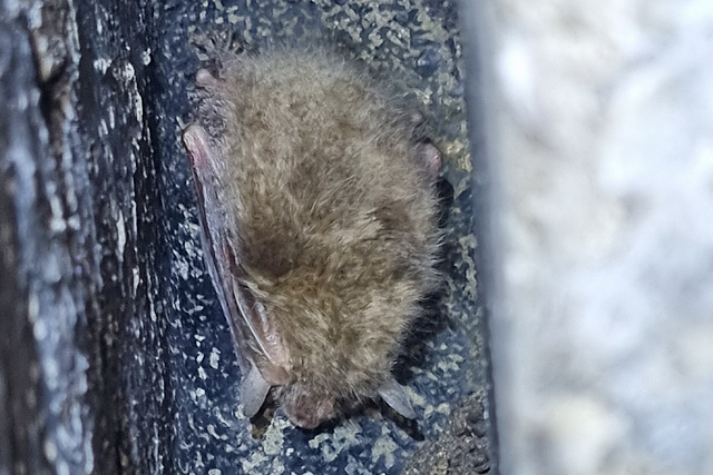 Gewone Grootoorvleermuis
